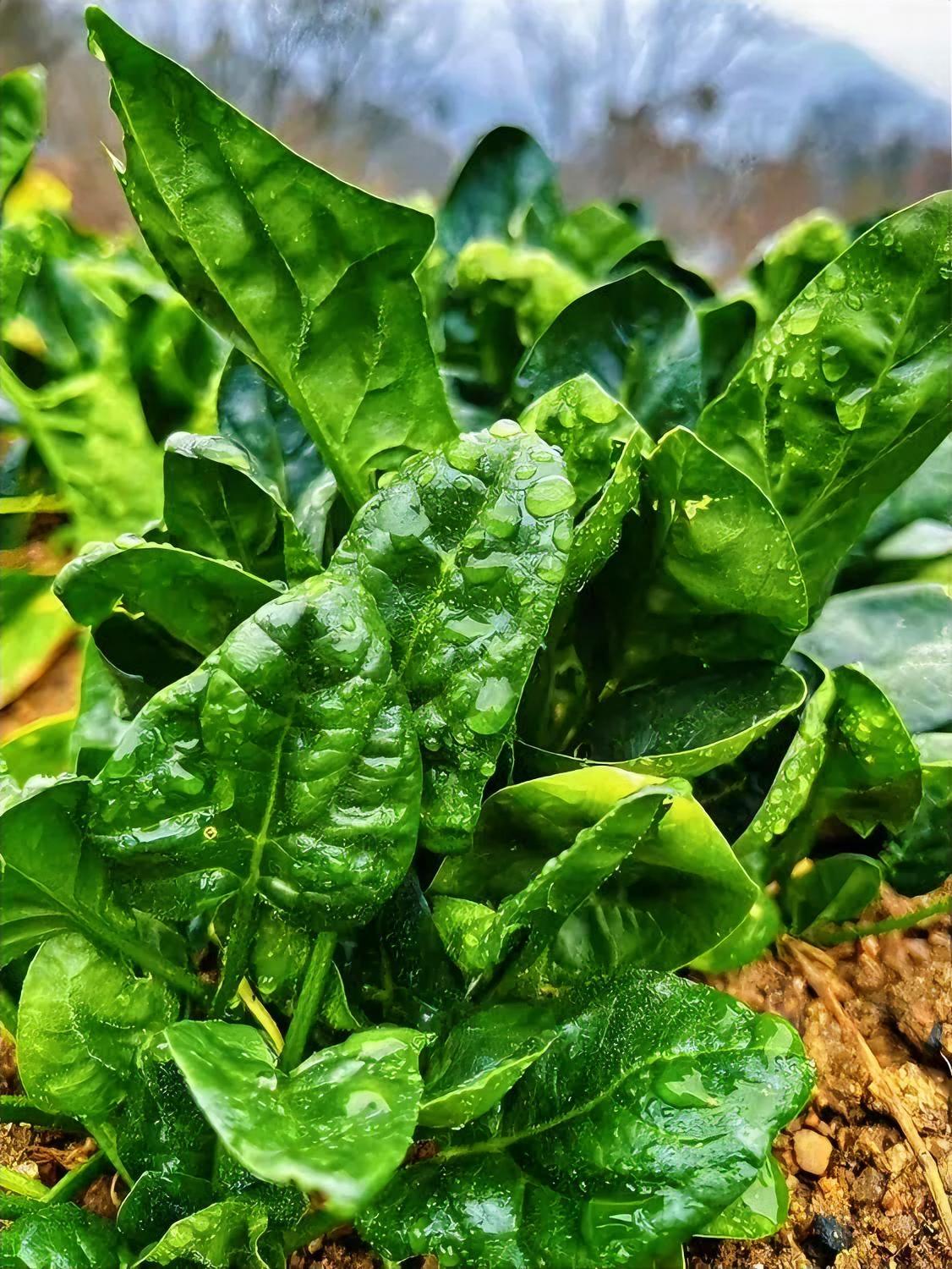 你知道吗？要想命好，你就得学会睁眼瞎！学会睁眼瞎是最好的修行！睁