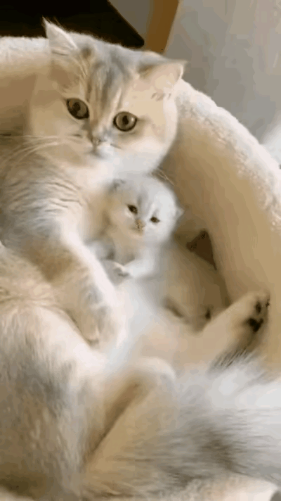 猫妈妈生下独苗小猫之后，时时刻刻守在幼崽身旁，看得很紧。主人伸手想