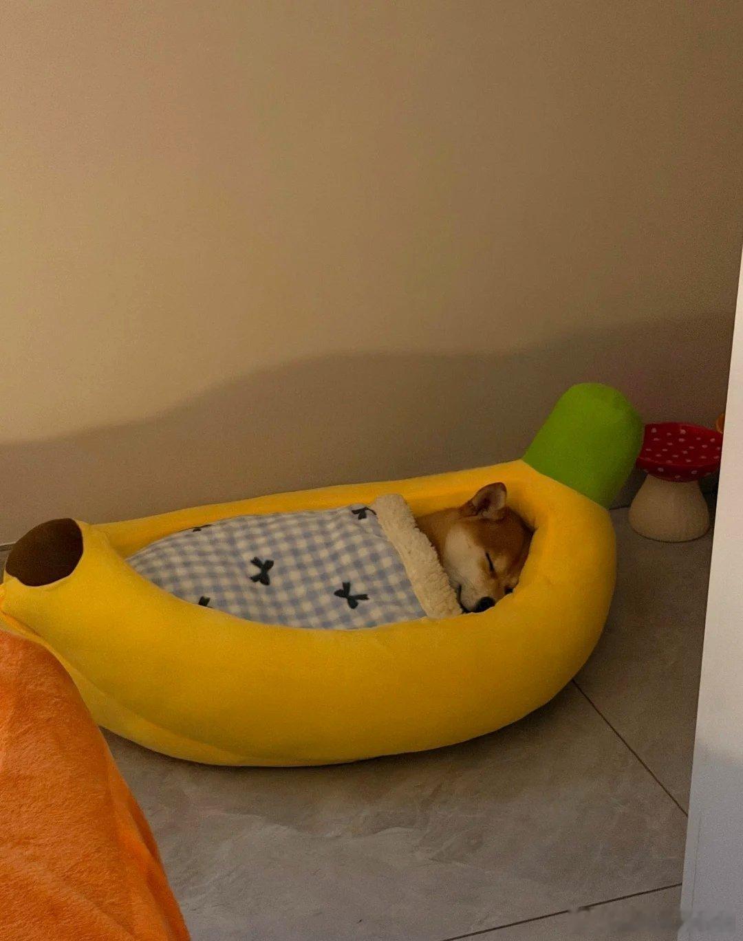 我不行了虽然我是怕狗的人但是这个床真的好萌