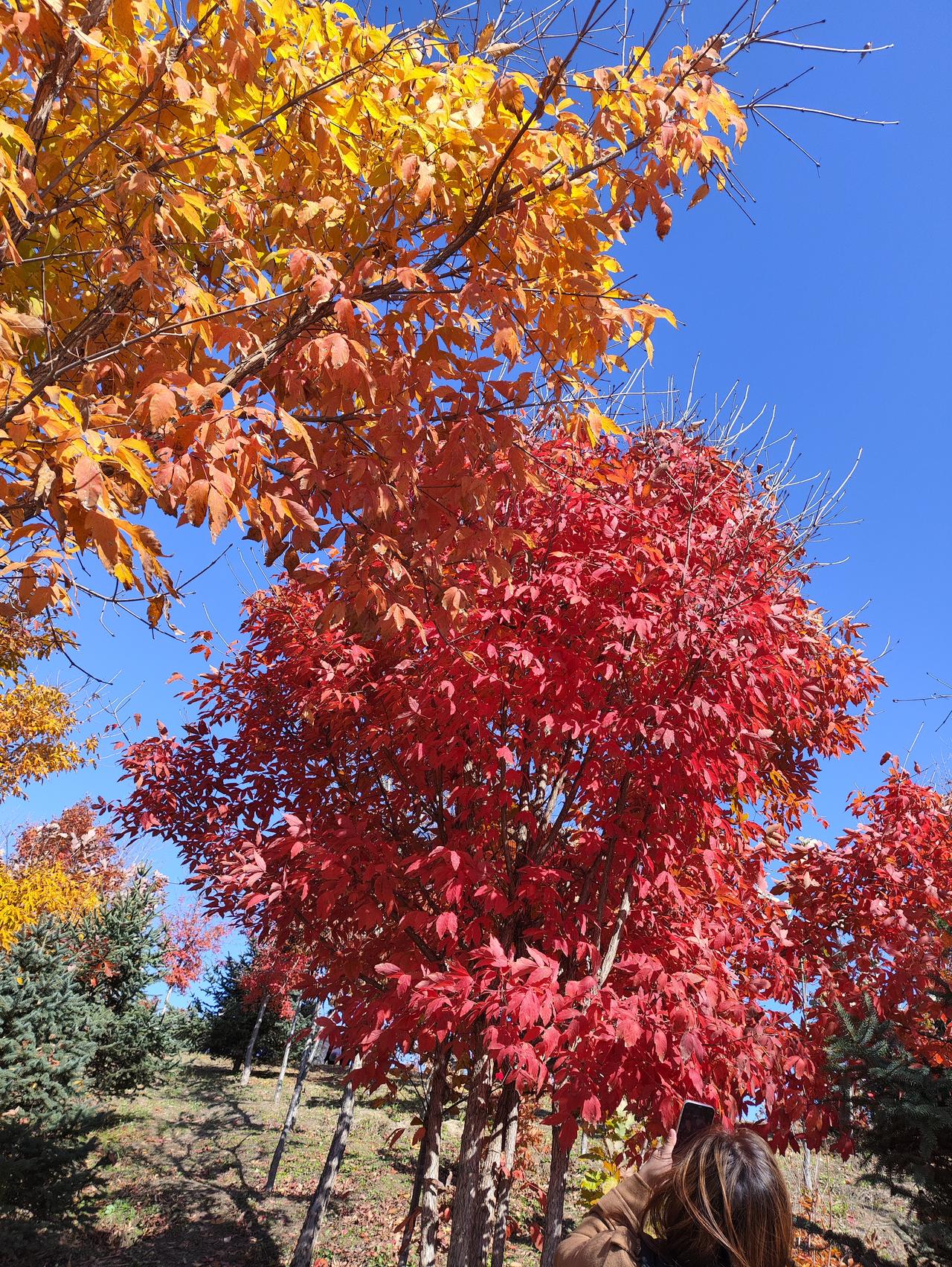 我有个好朋友，孩子是国考进了公安机关，现在是有编制的警察，最近孩子找个女朋友，是