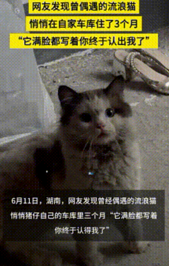 “这就叫缘分！”湖南一女子去车库时，意外发现之前偶遇的猫咪，竟然一直悄悄住在她家
