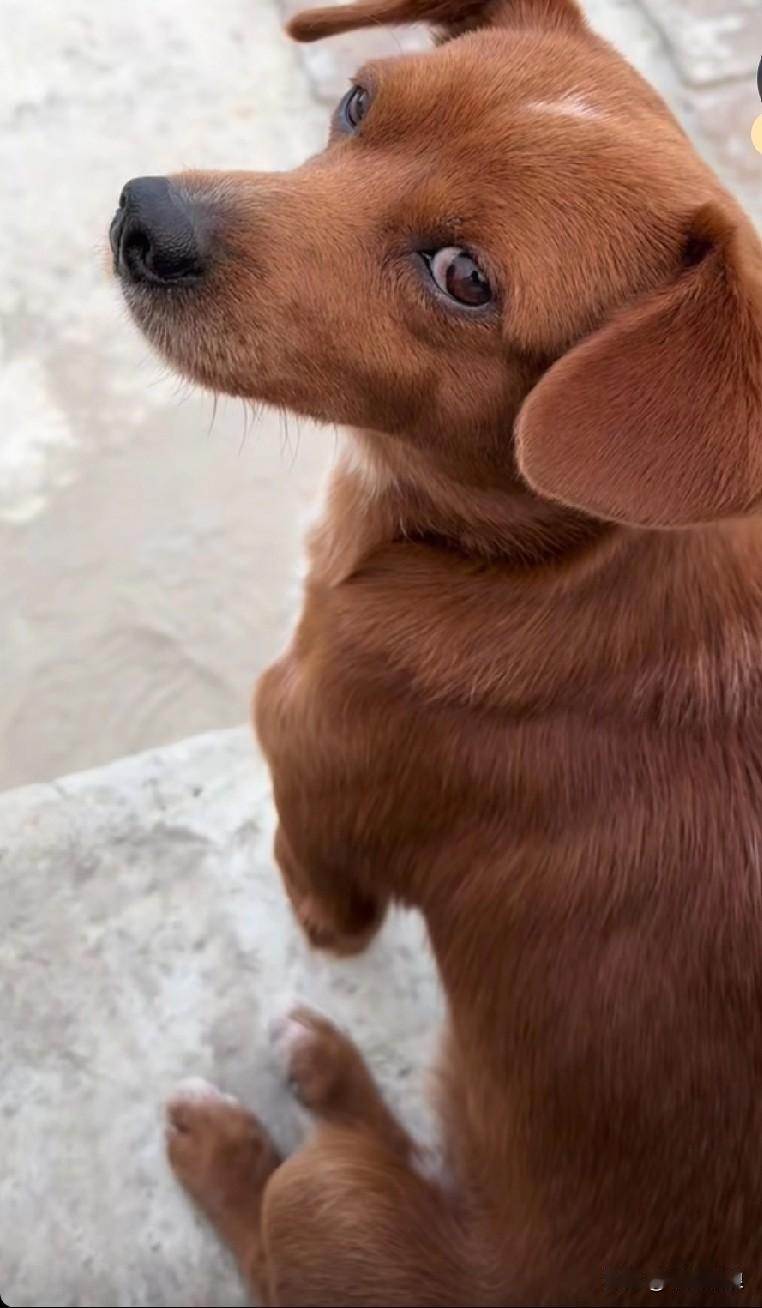 流浪小狗常遭其他狗和居心不良之人的欺侮。这一回，又有狗和坏人来欺负它。它跑到好心