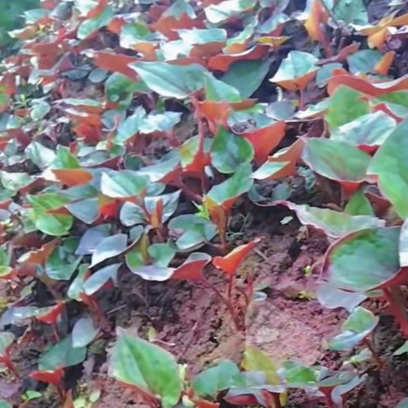 鱼腥草：食药同源的山野珍味鱼腥草又名折耳根、蕺菜，是三白草科多年生草本植物