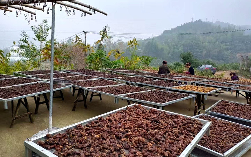 三门峡陕州区: 中草药种植铺就乡村振兴路