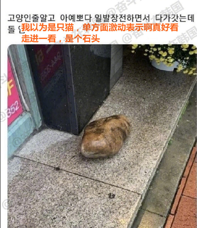 不是，天王老子来了这也是一只猫啊~！！​​​海外新鲜事热点现场​​​