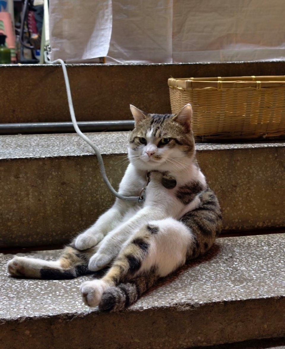 终于让我遇到拴着的猫了，一看就不好惹，眼神好犀利​​​