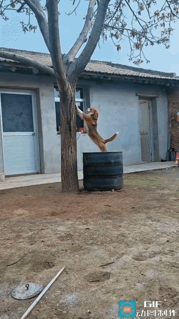 近日陕西一女子路过一处院子，发现院子里有一只狗狗在锻炼，她觉得挺有意思的，于是就