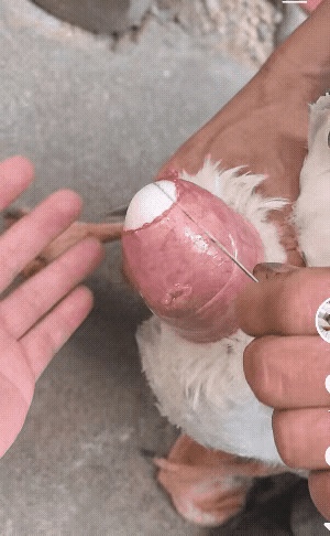 笑不活了！男子救“难产”鹅的操作，真的是好心办坏事！鹅下蛋卡住其实是常见