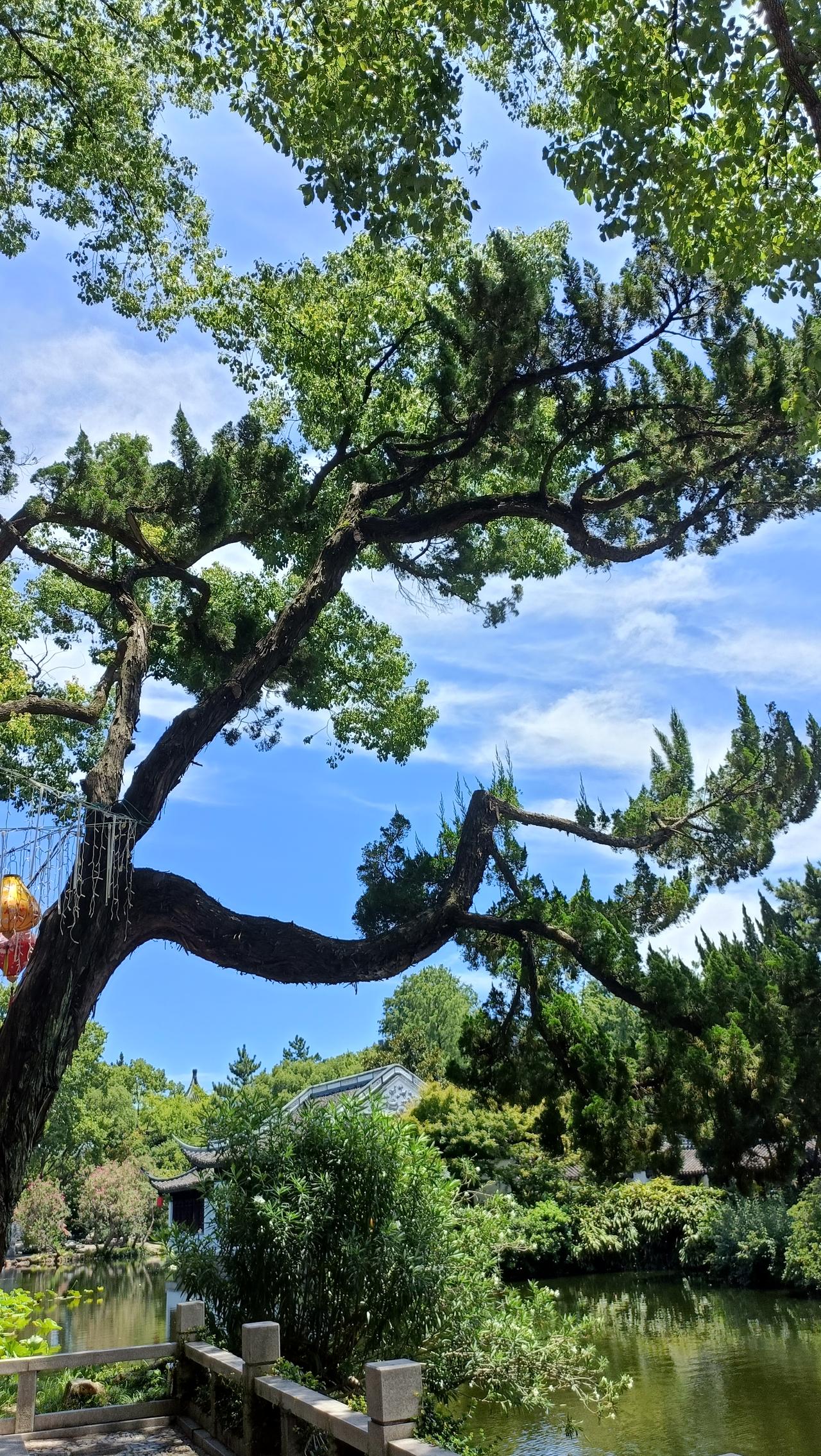 在城市的喧嚣中待久了，偶然寻得一处树荫，那感觉就像找到了世外桃源。前几天去公园