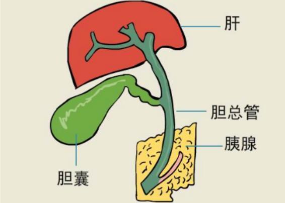 别养成这些坏习惯, 不然很容易患上结石!