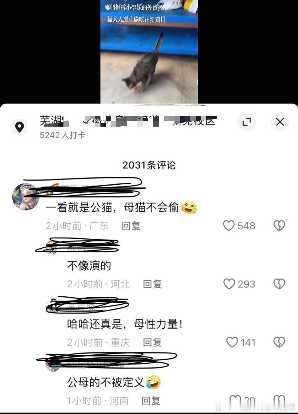 小猫吃外卖不知道他是偷了别人的作者发布也没有太攻击性结果评论区虐猫图恨女话全