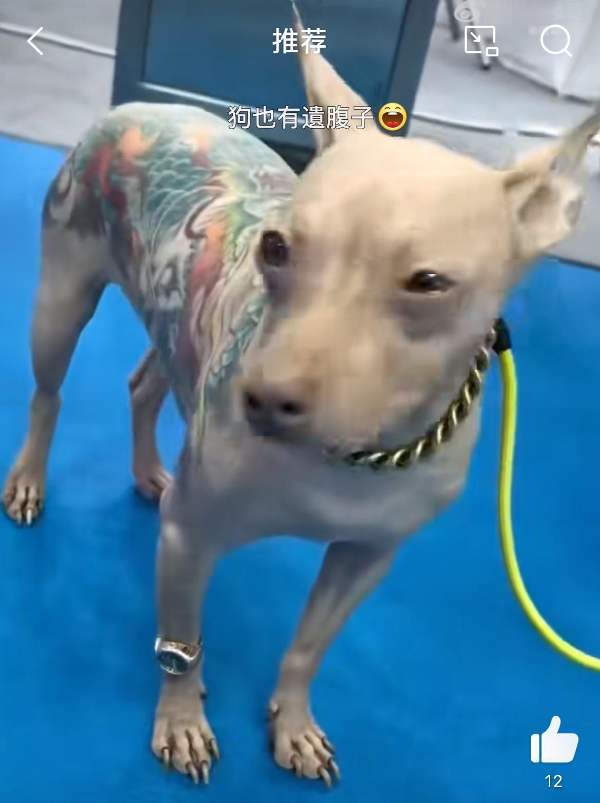 见到一条社会狗，脖子上是大拇指粗的金链子，右腿上带的是小金表，背上是大片纹身，这