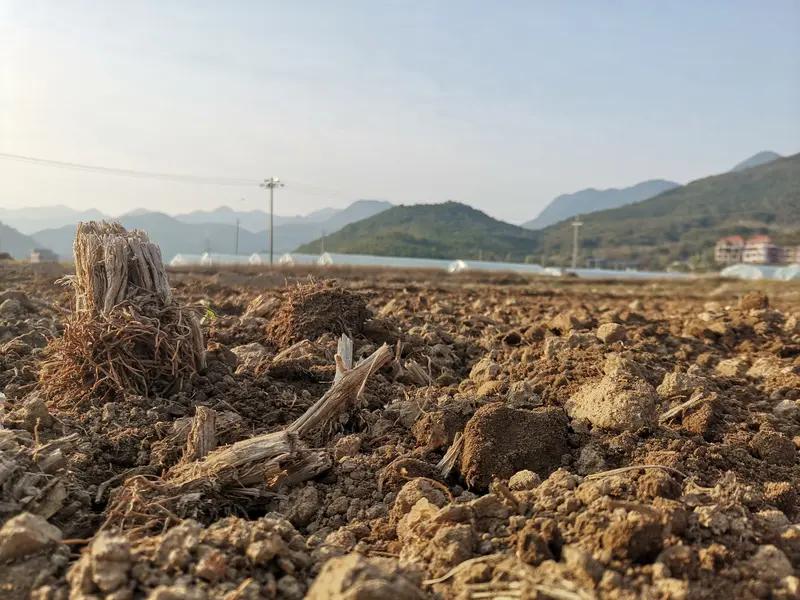不要选故土，要选沃土；不要念落叶归根，要学落地生根。风往哪吹，籽就往哪落；