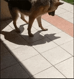 没有人陪伴的狗子，只能自己跟自己玩了。