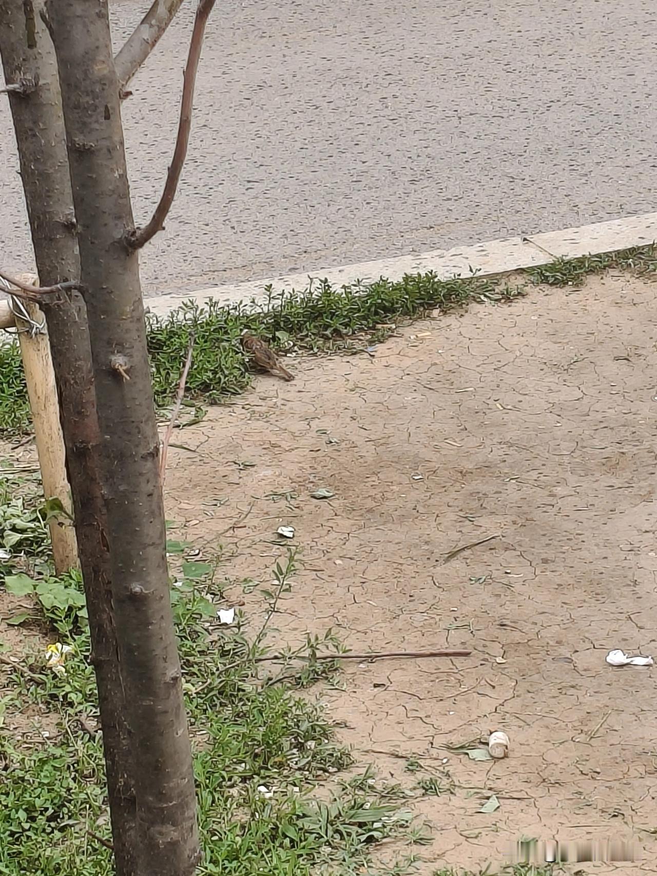 好可爱