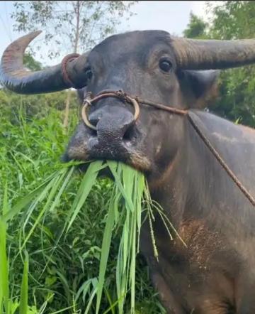 为什么牛只吃草就能长一身肌肉?答案其实很简单,人只吃蔬菜的话会营养不良,而牛只吃
