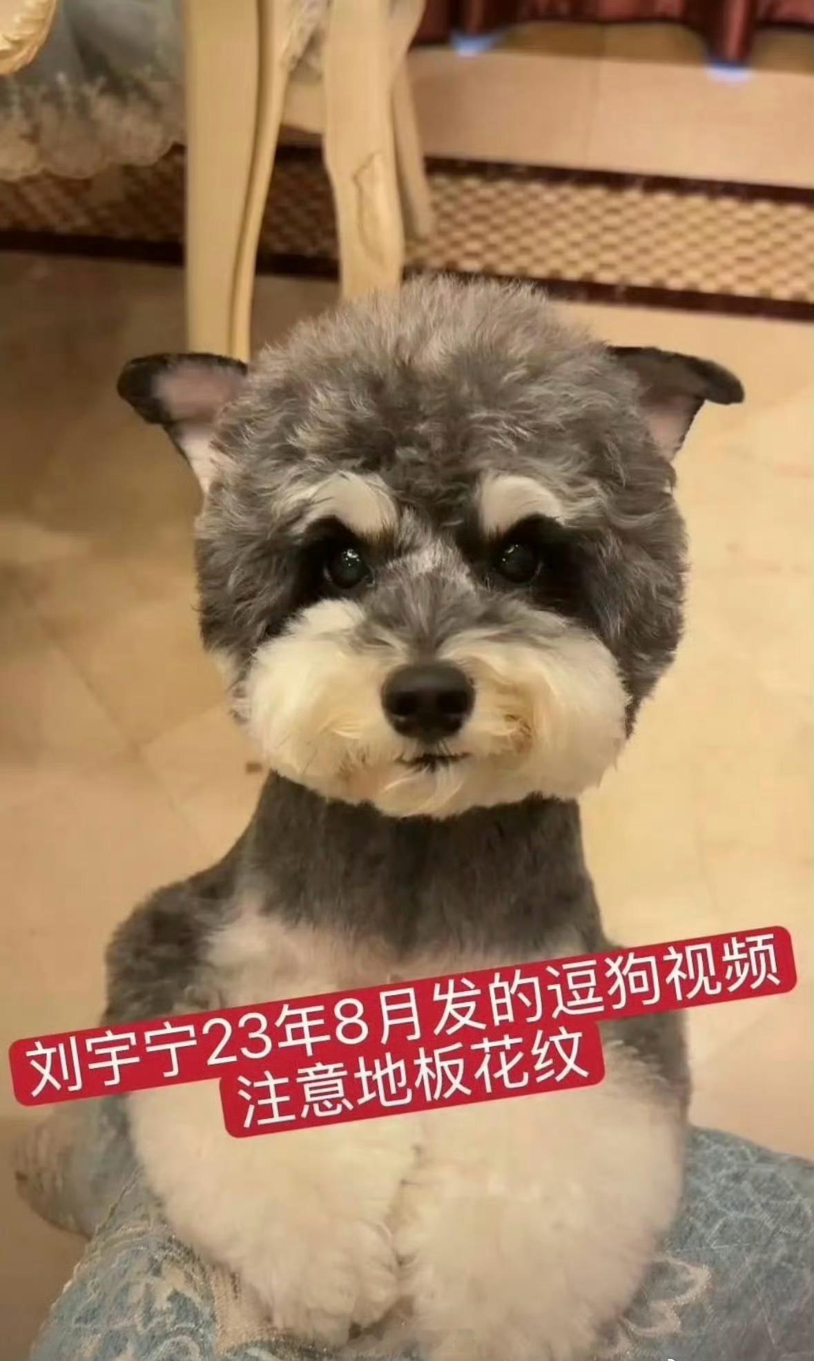 尽管一周前，宋祖儿和刘宇宁方都否认了恋情，但两个人还是被扒出了一些同款。比较锤的