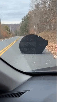 以防你没见过储备好脂肪，准备冬眠的熊！