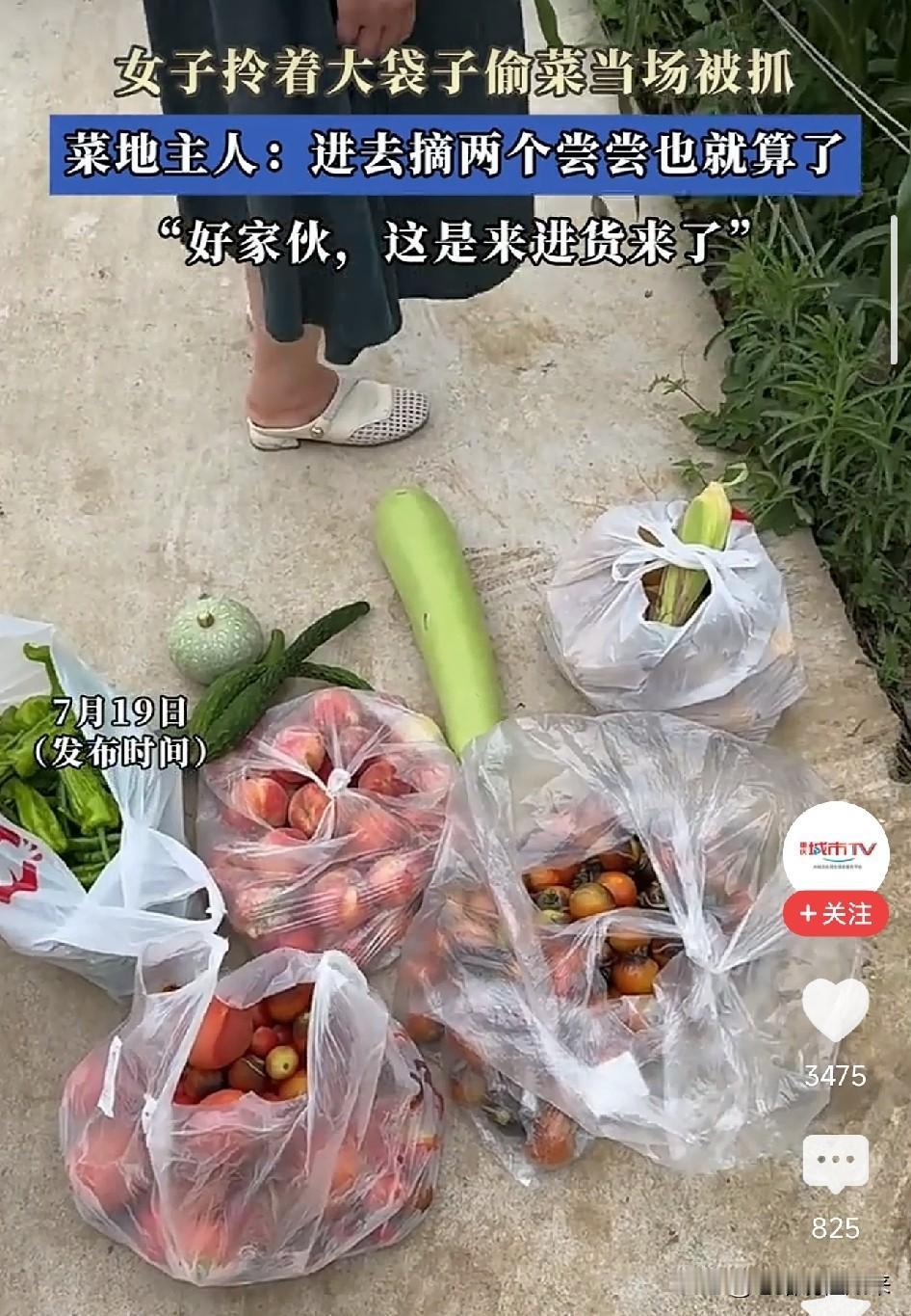 太嚣张了！女子拎着大号编织袋钻进别人菜地，茄子辣椒豆角装了满满一袋，菜主：偶尔摘