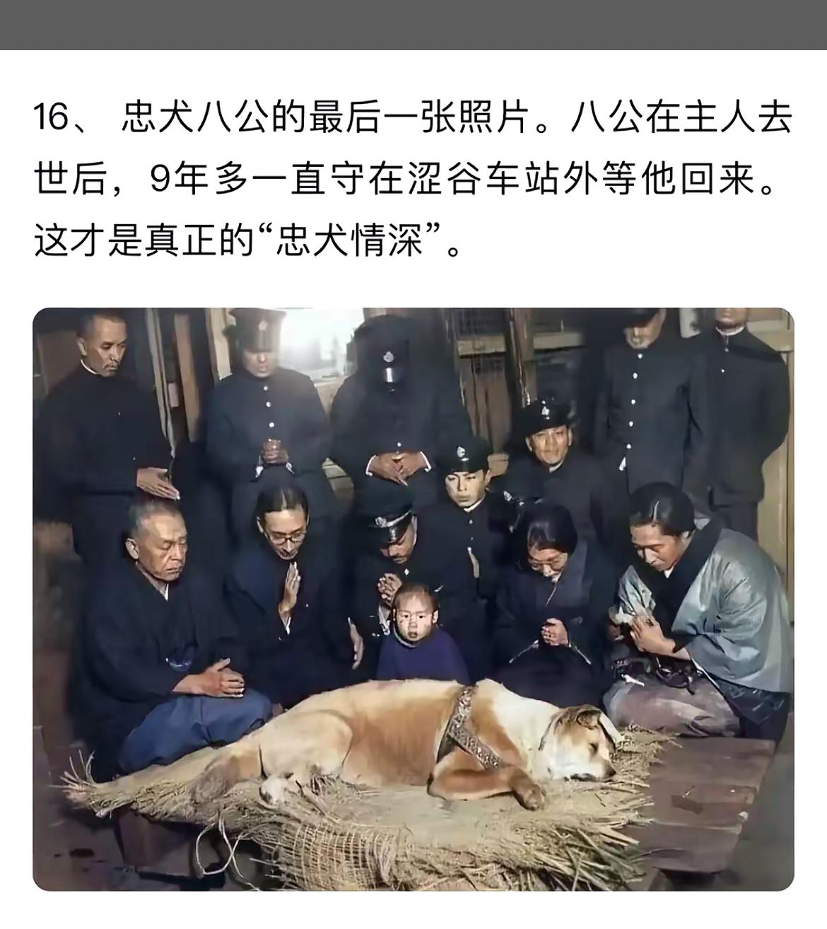 忠犬八公的感人瞬间：9年等待，不离不弃