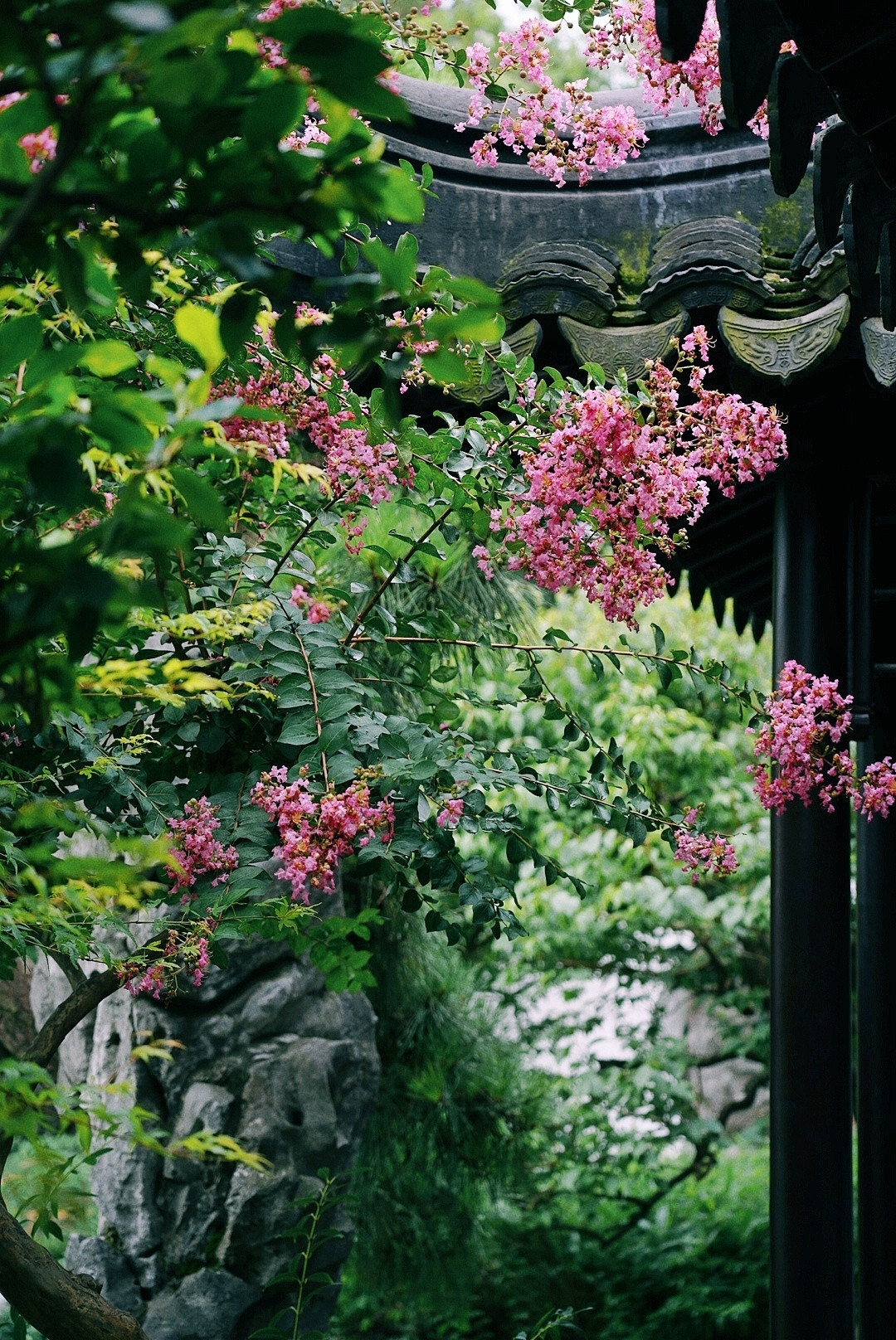 艺圃的夏天荷花睡莲紫薇芭蕉白头鹎和隐世高人苏州园林