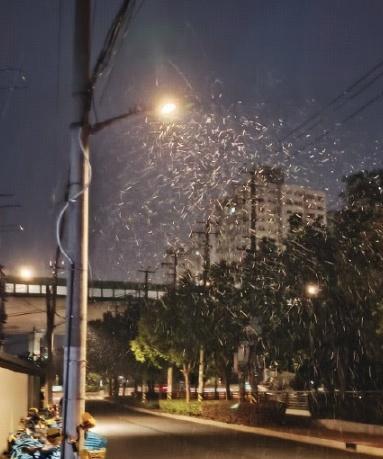 1月20日上海、南京、杭州出现明显降雪，你那里雪大吗？有拍到哪些好看的雪景