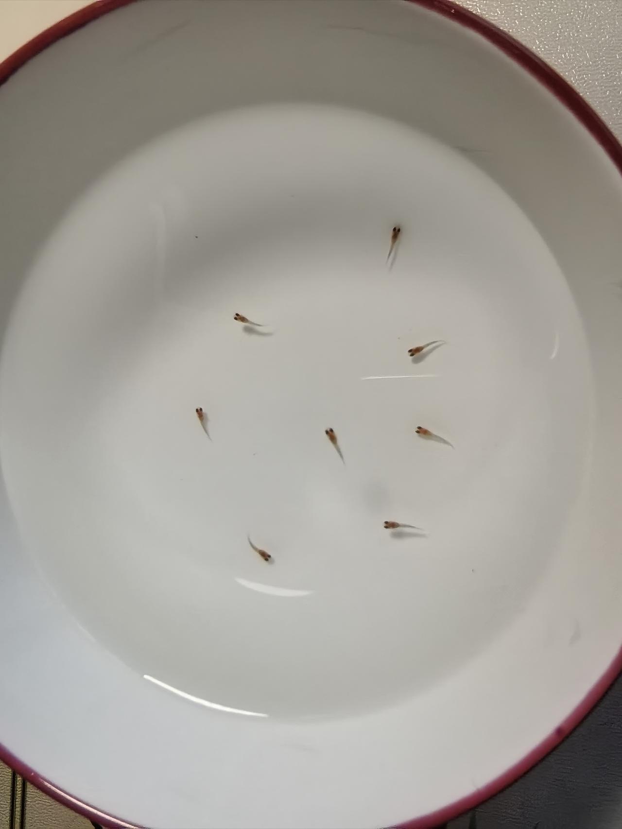 可怜的小鱼今天我家养的母鱼生宝宝了，母鱼很辛苦接连生下了8条小鱼仔，本来我爱人