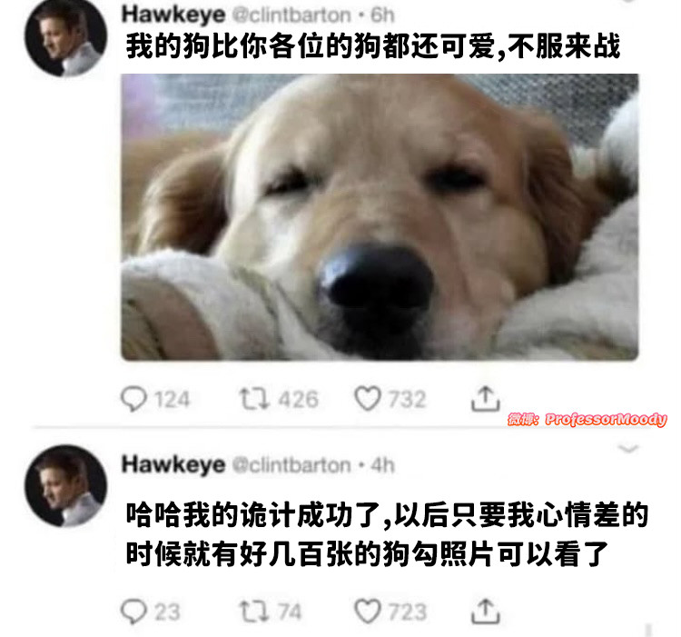 我从来都没见过任何可爱的狗狗