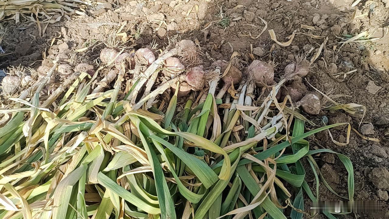 今天夜间的对流天气，又是大风大雨加闪电，不过正在挖大蒜与晾晒大蒜的农户，已经把大