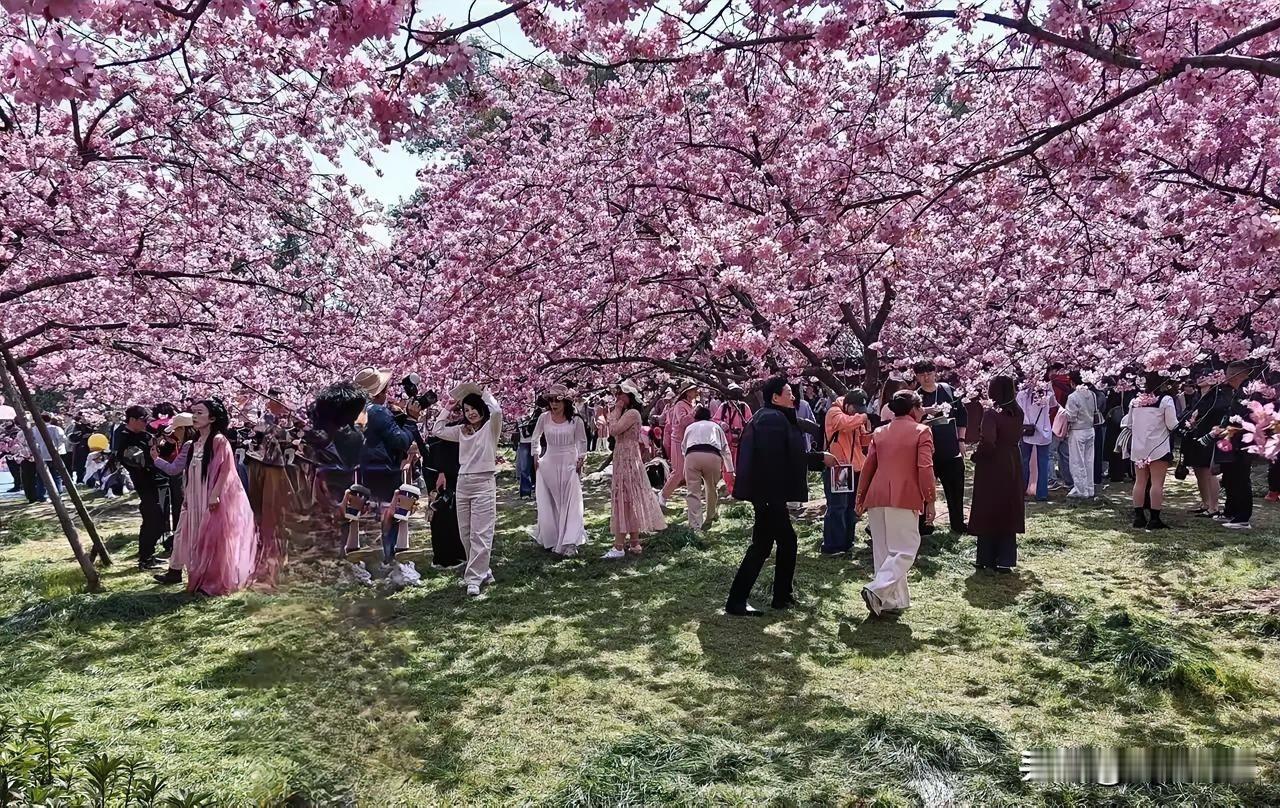 樱花树下，人来人往，春日美景，令人陶醉！🌸👗📸唯美樱花瞬间路旁樱花逛公