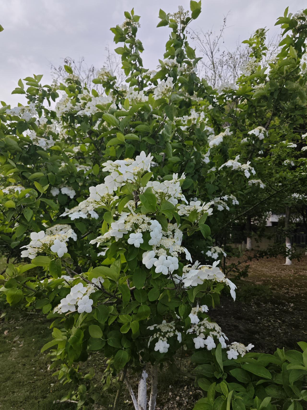 老伙计，你的血管几岁了？别等半边身子麻了才后悔没早通通我跟你说句掏心窝子的话