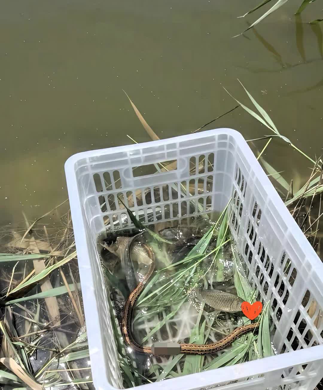 钓鱼佬一回头，天塌了，吃上自助了。