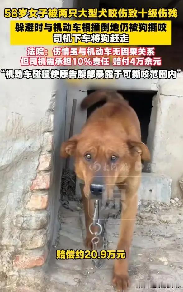 天降横祸，真是让人啼笑皆非，却又悲从中来！山东青岛一位58岁的大姐，本是安步当车