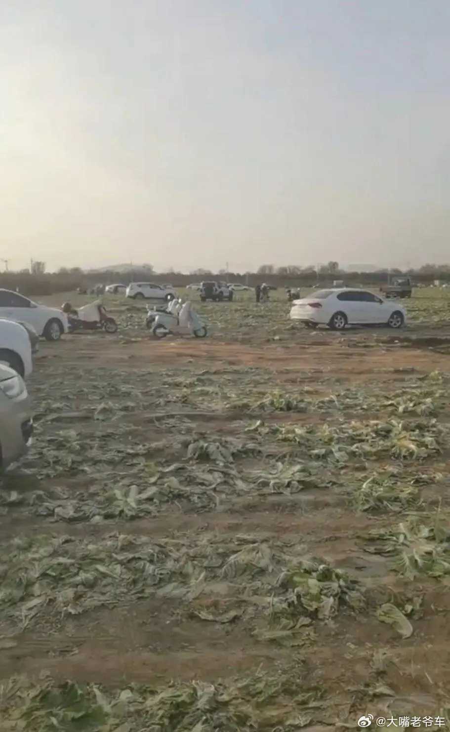菜农二百亩待收白菜遭800人哄抢事出突然必有妖：这事儿恐怕没那么简单突然来80