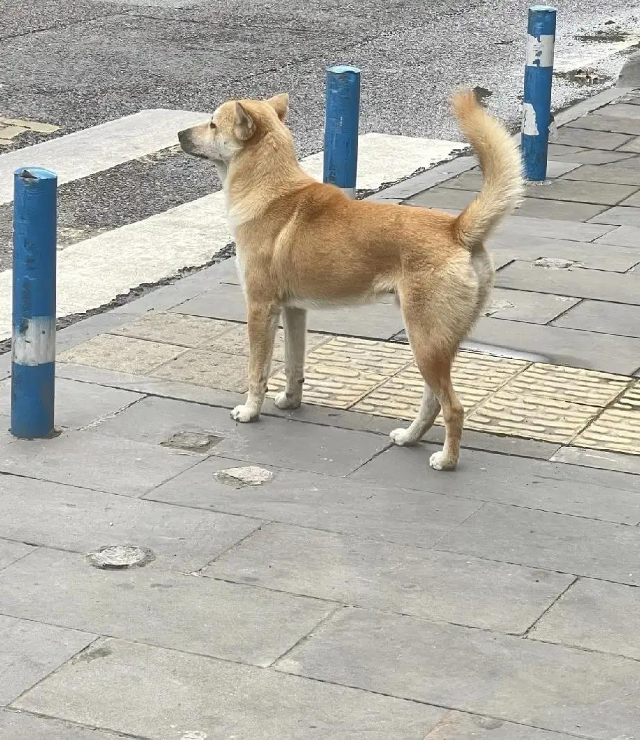 嫂子开车去邵阳送货，路边突然蹿出一条脏兮兮的土狗，一路追车狂叫。她下车试探喊了