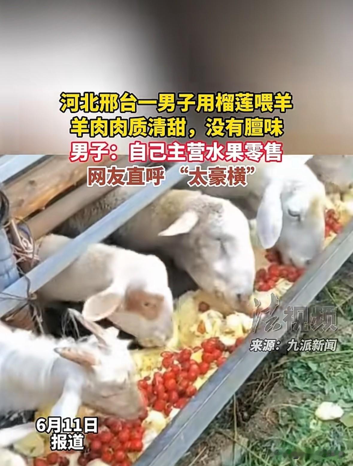 太豪横了河北邢台一男子用进口的泰国A级榴莲来喂羊，并且这种喂养方式他已经坚持了