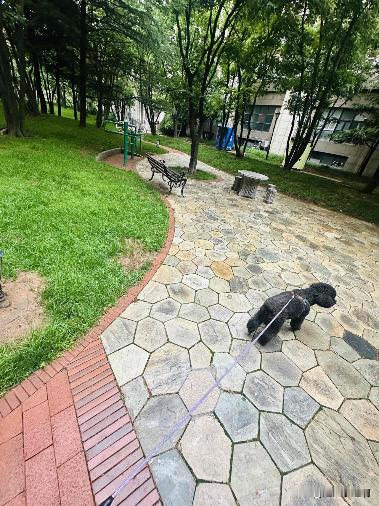不要去轻易批评泰迪它真的能记住事情，真的懂事。赵百万前几天总是哼哼把我惹毛了骂