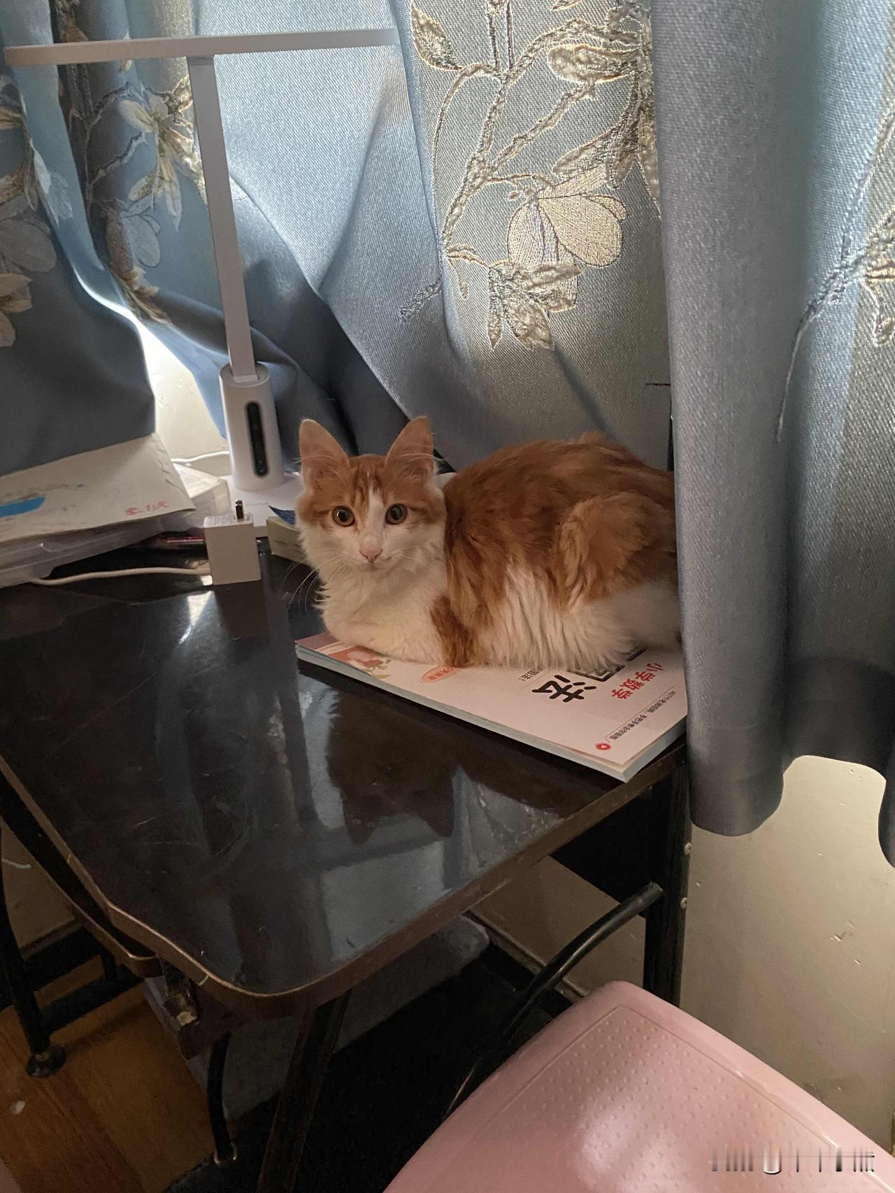 分享一张最可爱的猫咪照片躲在角落里吹空调[捂脸哭]