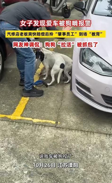 “笑不活了!”10月26日,江苏溧阳,一女子发现自己的爱车被狗啃立刻报警,邻居认