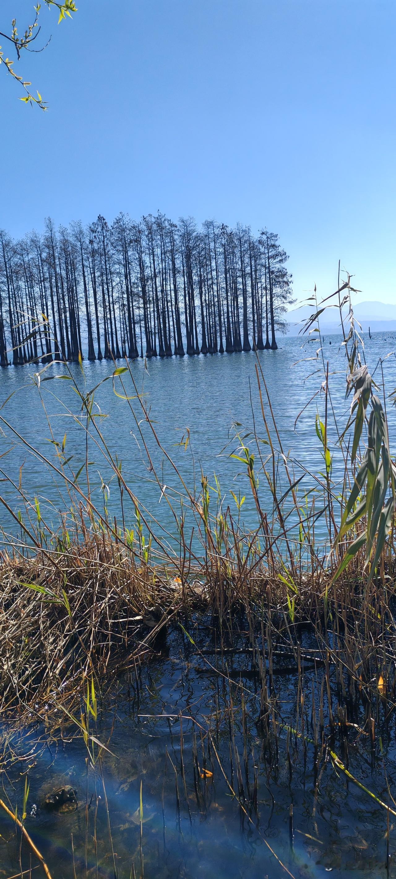 昨晚到的大理，住在洱海边。今天一天上午逛洱海龙龛码头附近，上午的太阳真是大，灿