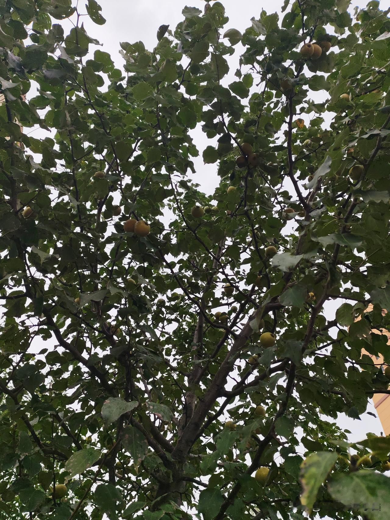 萝卜叶子可以吃吗（打卡不互）可以吃的。小时候吃过萝卜叶子。做汤吃的，那时候感觉还
