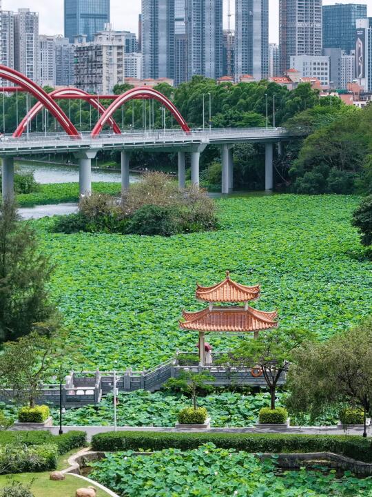 深圳｜地铁直达赏百亩🪷荷花