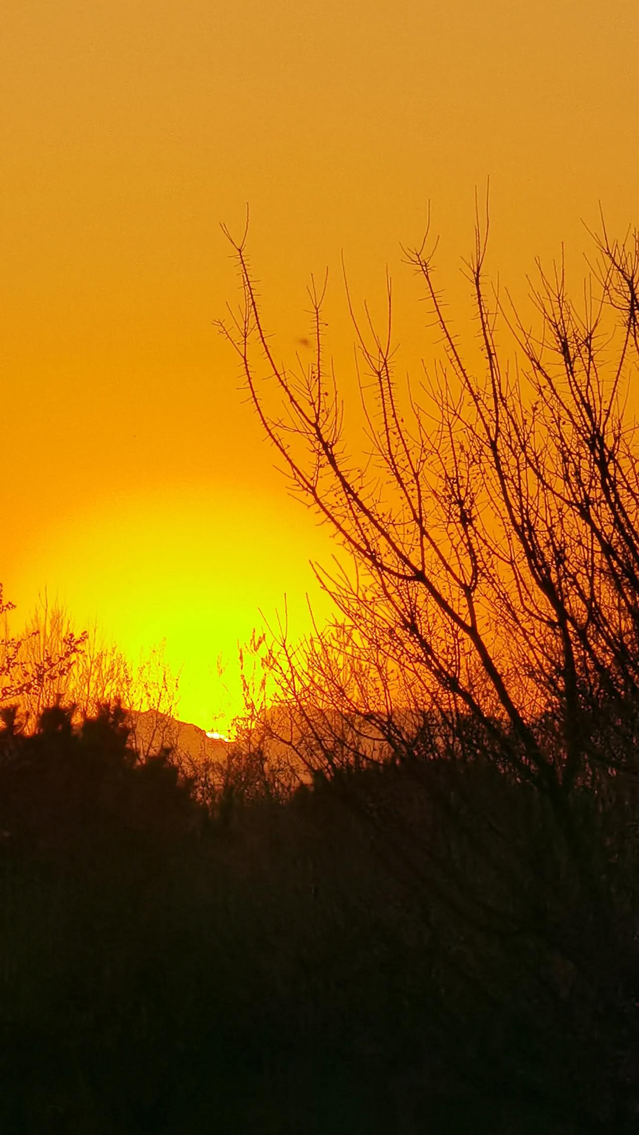 拍泉城||柏乡太行梅园：霞染梅林，剪影成诗当夕阳的余晖洒落柏乡太行梅园，天地间