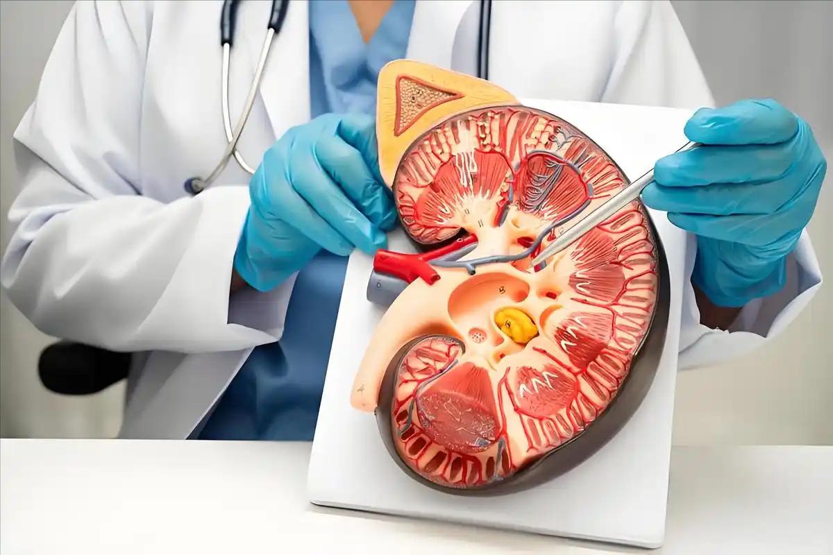 每天多喝一口这种水，肾脏年轻十岁！央视报道的抗衰秘诀曝光 肾脏老了，整个人都