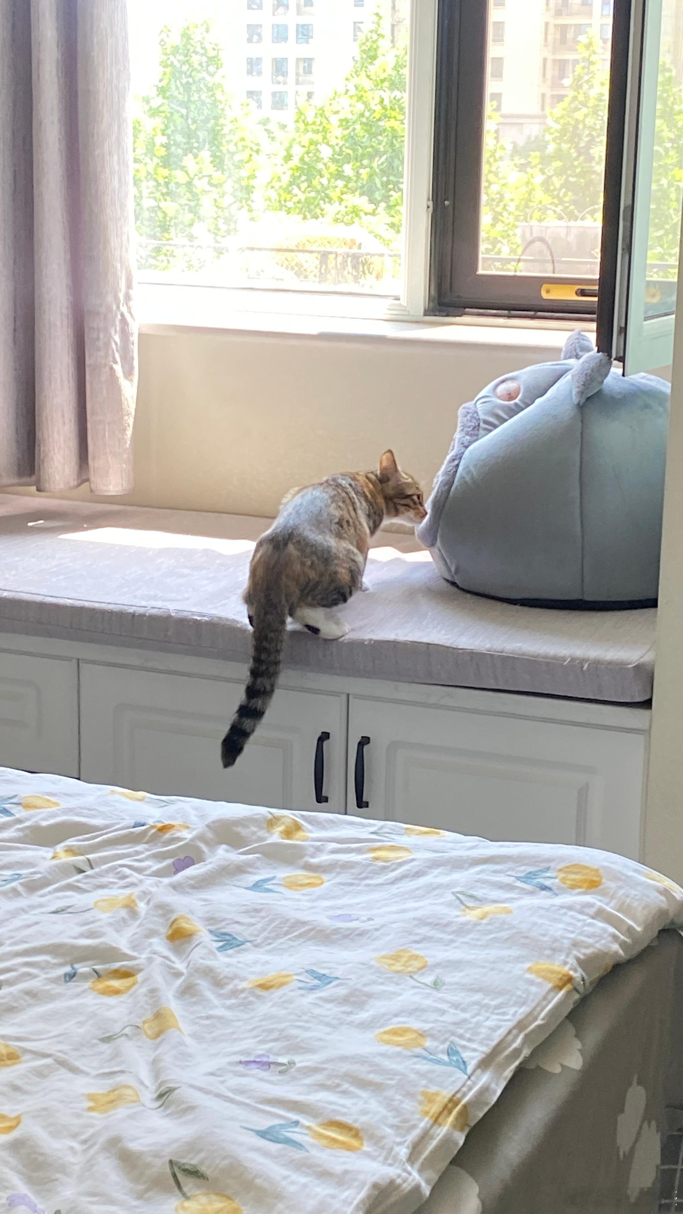 简直离了个大谱，正吃着饭呢，就听见门口有小猫叫门，大宝心思是豆豆跑出去了，就赶紧