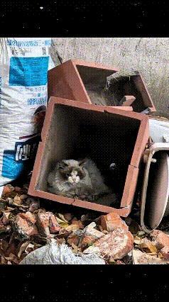 这只布偶猫以前流落在外边，只能躲在破箱子里面安身，环境又乱又差，看着让人心疼。好