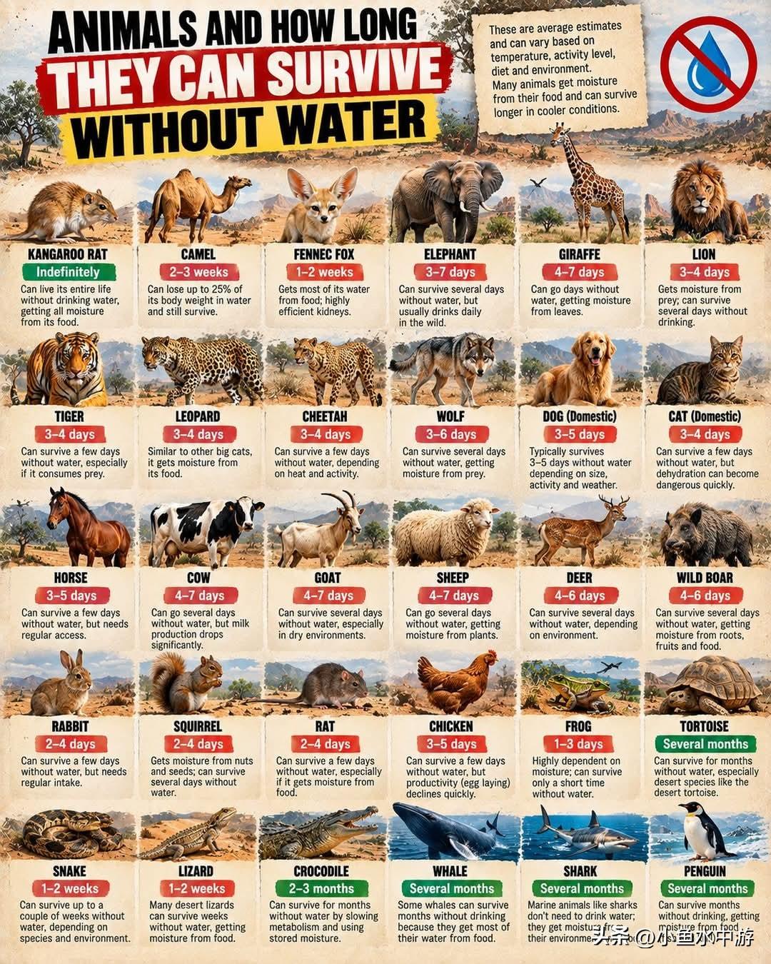 💧🦁动物断水存活时长大盘点有更格卢鼠终生不用饮水，也有骆驼可以数周不喝