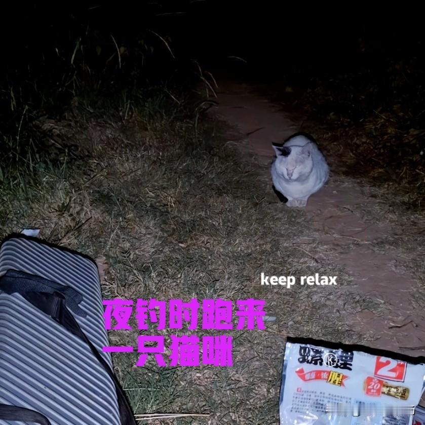 昨天晚上夜钓时，不知道从哪里跑来一只猫咪。猫咪长得白白胖胖，应该不像是流浪猫。猫
