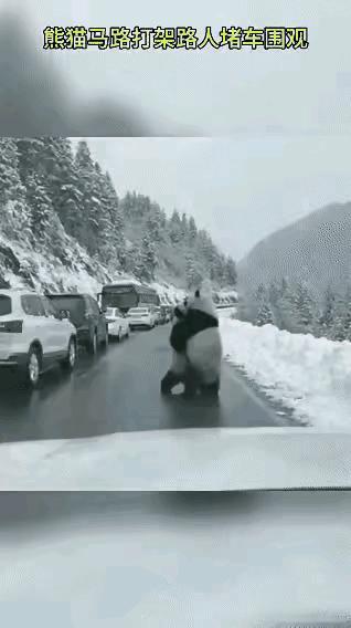 到四川游玩的朋友，有幸在公路上看到两只熊猫在打闹，路上的车停了下来啊，围观这难见
