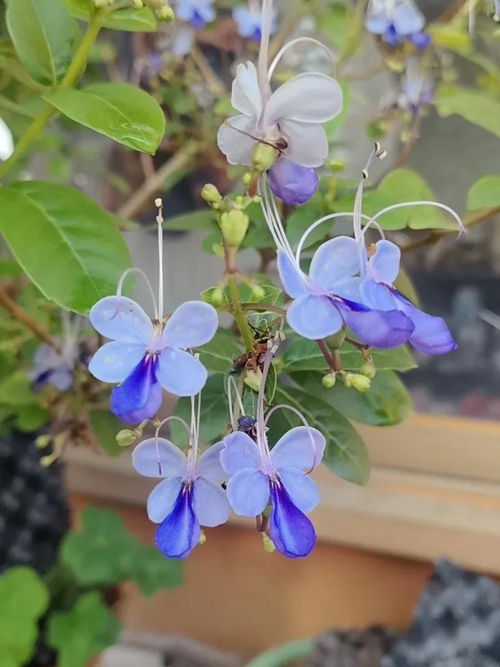 黄金股会跌？有色什么时候涨？我的股池里总共100只左右的票，其中就有3只铝，2